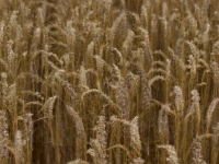 Les avantages de manger sans gluten (même quand on n'est pas coeliaque)